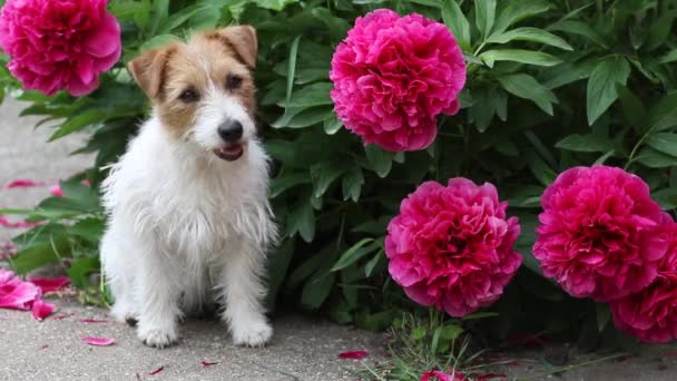 可爱的小快乐杰克鲁斯卖宠物狗小狗 花园里有牡丹花 — 图库视频影像