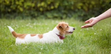 Küçük Jack Russell Terrier köpeği ve el, evcil hayvan ve insan bağı, arkadaşlık. Web pankartı