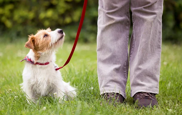 Anak Anjing Pintar Jack Russell Yang Patuh Duduk Rumput Dengan — Stok Foto