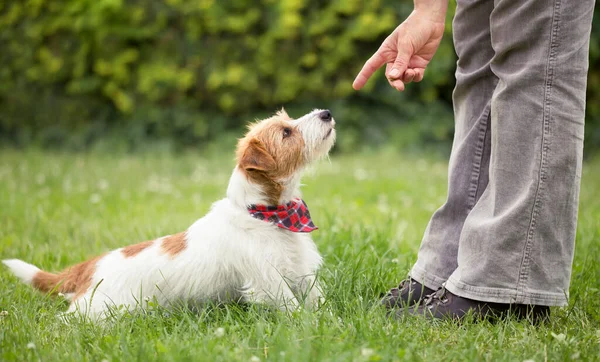 Pelatih Mengajarkan Jack Russell Anjing Terrier Lucu Pintar Untuk Duduk — Stok Foto