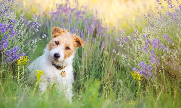 Yazın lavanta tarlasında oturan güler yüzlü Jack Russell evcil köpek yavrusu. Web pankartı.