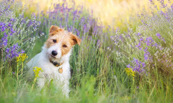 夏にラベンダー畑に座って幸せな小さなかわいい笑顔のジャックは ペット犬の子犬を販売しています Webバナー — ストック写真