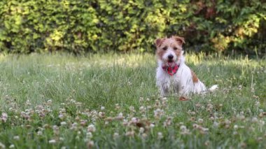 Aktif, neşeli, neşeli Jack Russell evcil köpek yavrusu ve çimenlerde tenis topuyla koşuyor.