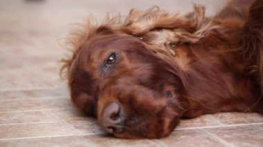 Köpek surat, kafa, göz kapağı. Yaşlı tembel İrlandalı köpek dinleniyor ve yere bakıyor..