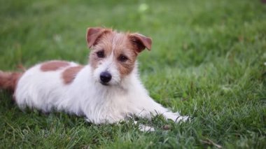 Komik, mutlu, sevimli Jack Russell 'ın evcil köpeğinin kafasını salladığını ve otların arasında kulağını dinlediğini düşünerek başını sallıyor. 