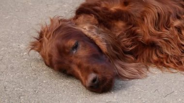 İnsan eli, şirin bir İrlandalı köpeğini okşuyor. Evcil hayvan aşkı, bakım konsepti.