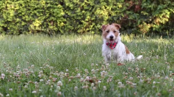 Anak Anjing Peliharaan Jack Russell Yang Lucu Dan Aktif Bermain — Stok Video