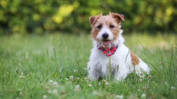 Funny Happy Cute Jack Russell Pet Dog Puppy Sitting Grass — Stock video
