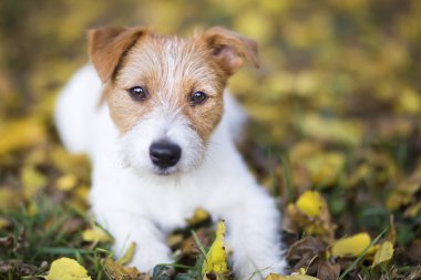 Sevimli mutlu Jack Russell Terrier köpek yavrusu sonbahar yapraklarına bakıyor.
