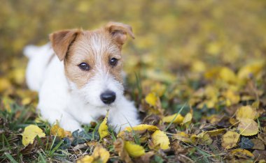 Sevimli mutlu Jack Russell Terrier köpek yavrusu sonbahar yapraklarına, web pankartıma, fotokopi alanının arka planına bakıyor.
