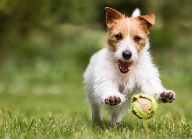 Neşeli, neşeli Jack Russell Teriyer evcil köpek yavrusu çimenlerde tenis topuyla oynuyor.