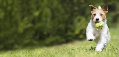 Çimenlerde çiğnenmiş tenis topuyla oynayan Jack Russell Terrier köpeği yavrusu. Web pankartı.