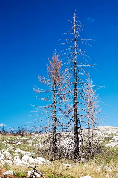 Pinos Secos Hierba — Foto de Stock