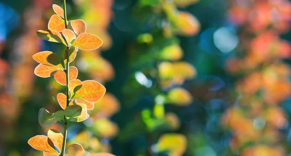 Färgglada Web Banner Bakgrund Röd Orange Höst Löv Med Kopia — Stockfoto