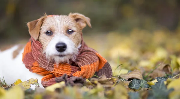 Χαριτωμένο Χαρούμενο Τζακ Ράσελ Τεριέ Σκυλάκι Πορτοκαλί Φουλάρι Φθινοπωρινά Φύλλα — Φωτογραφία Αρχείου