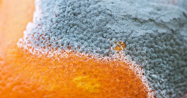 Moldy Fresh Orange Mandarin Tangerine Fruits Close Food Banner — Stock Photo, Image