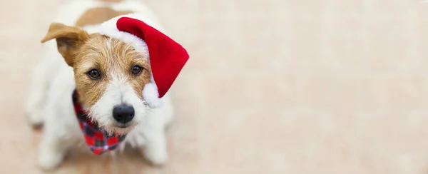 Happy Cute Jack Russell Terrier Santa Christmas Holiday Pet Dog — стоковое фото