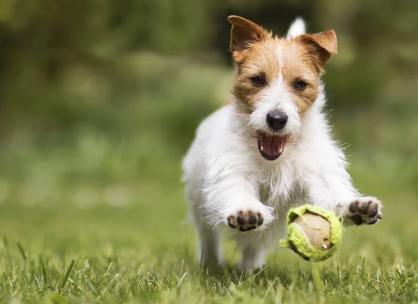 Juguetón Divertido Gato Feliz Russell Terrier Perro Mascota Corriendo Cachorro — Foto de Stock