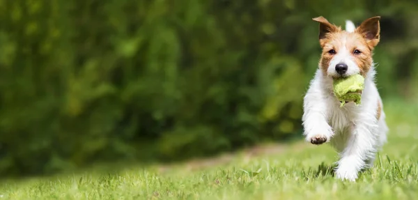 Çimenlerde Çiğnenmiş Tenis Topuyla Oynayan Jack Russell Terrier Köpeği Yavrusu — Stok fotoğraf