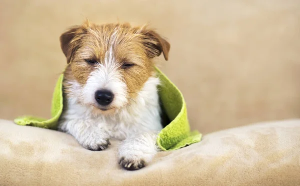 Lazy Sleepy Cute Jack Russell Terrier Dog Shower Green Towel — Stock Photo, Image