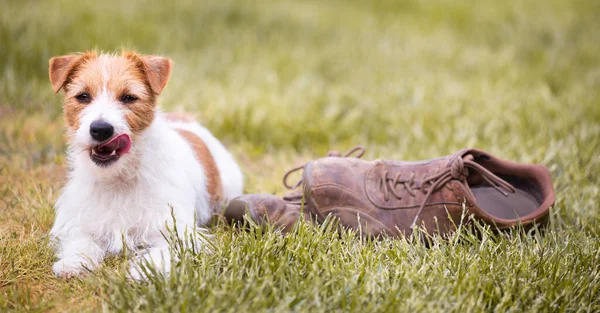 Safado Bonito Feliz Jack Russell Terrier Cachorro Cão Estimação Deitado — Fotografia de Stock