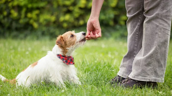 Eğitmen, sevimli, akıllı Jack Russell teriyer köpek yavrusuna çimlerde oturmayı ve ikramda bulunmayı öğretiyor. Hayvan itaati eğitim konsepti, web pankartı.