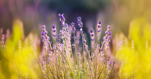 Buntes Lavendelblütenfeld Sommer Webbanner — Stockfoto