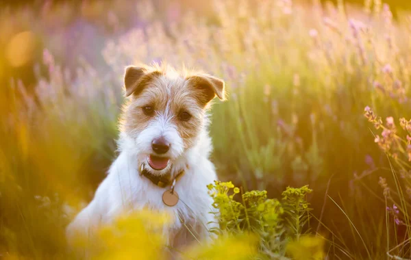 Leende Glad Jack Russell Terrier Sällskapsdjur Hund Valp Sitter Lavendel — Stockfoto