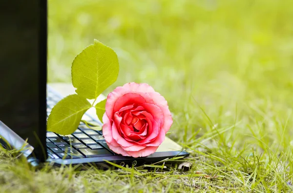 Pink rose flower on a laptop computer in the grass, freelancing, feminine workplace, home office concept