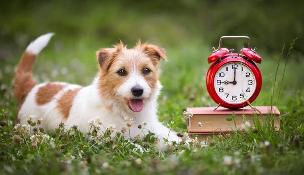 Sevimli, güler yüzlü, mutlu Jack Russell Terrier köpeği köpek yavrusu. Kitaplar ve çalar saatle çimleri dinliyor. Hayvan itaati eğitim konsepti, web pankartı.