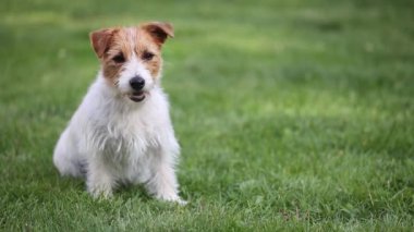 İtaatkar komik, mutlu, sevimli Jack Russell evcil köpek yavrusu çimenlerde oturuyor ve gülümsüyor. 
