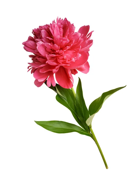 Red Peony Isolated White Background Clipping Path Included — Stock Photo, Image