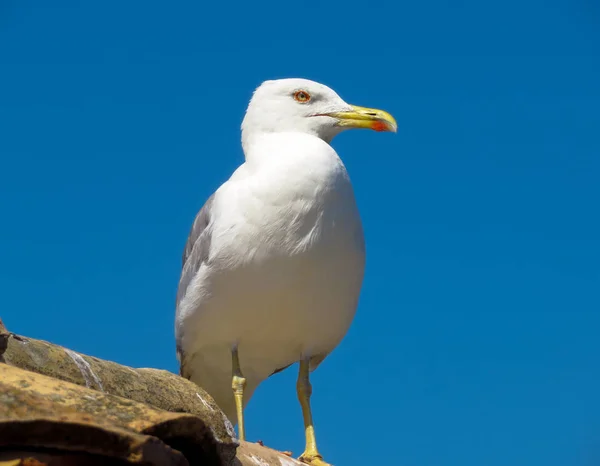 青空の背景に白の鳥カモメ — ストック写真