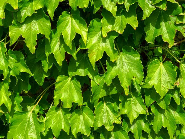 Bakgrund Murgröna Växt Ytterväggen — Stockfoto