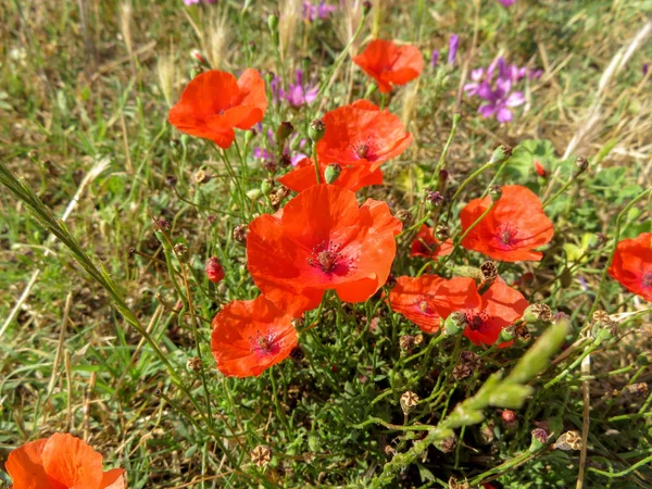 Flower Poppy Flowering Green Grass — Stock Photo, Image