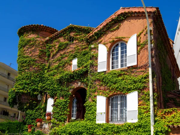 Clambering plant on the exterior wall of the old house at the Cannes.