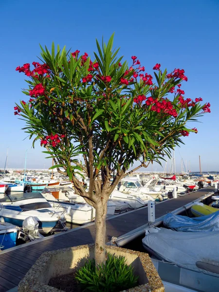 Olivo Puerto Cannes Francia — Foto de Stock