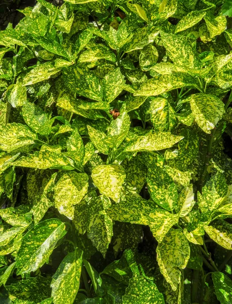 Naturalnych Świeżych Zielonych Liści Tło Wzór — Zdjęcie stockowe