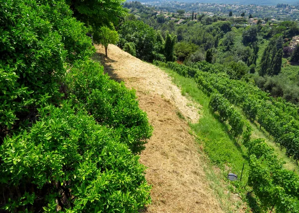 Landscape Village Saint Paul Vence Provence South France — Stock Photo, Image