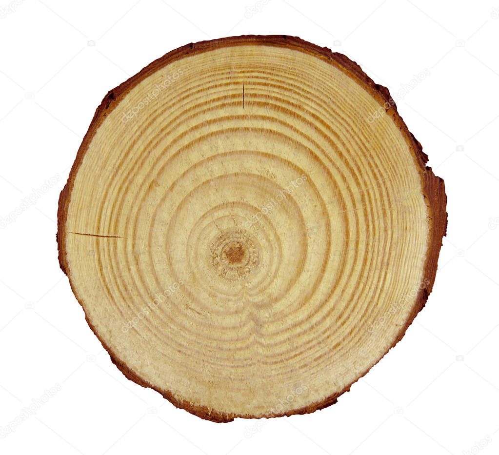Wooden cross section of trunk isolated on white background with Clipping Path