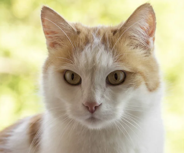 Rote weiße Katze — Stockfoto