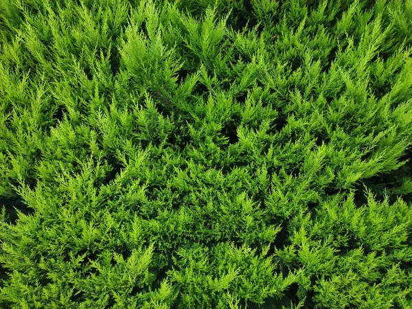 Green thuja background — Stock Photo, Image