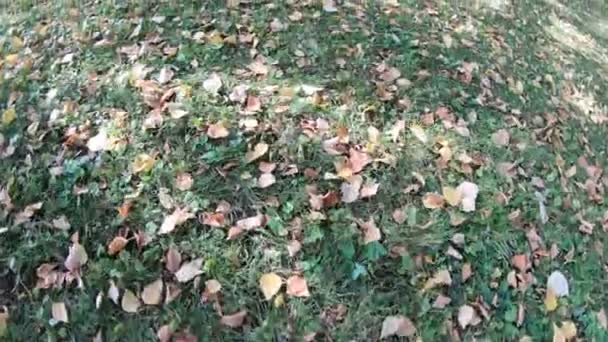 Осіннє Листя Зеленій Траві — стокове відео