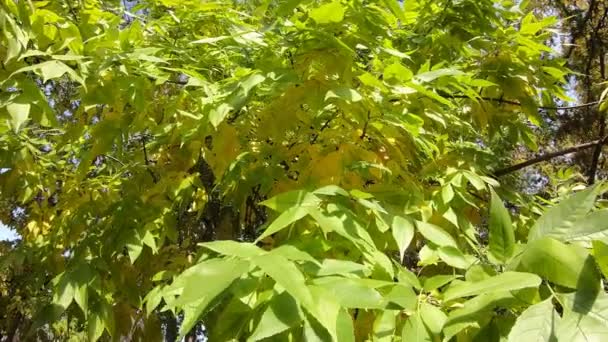 Paysage Automne Les Feuilles Érable Rapprochent — Video