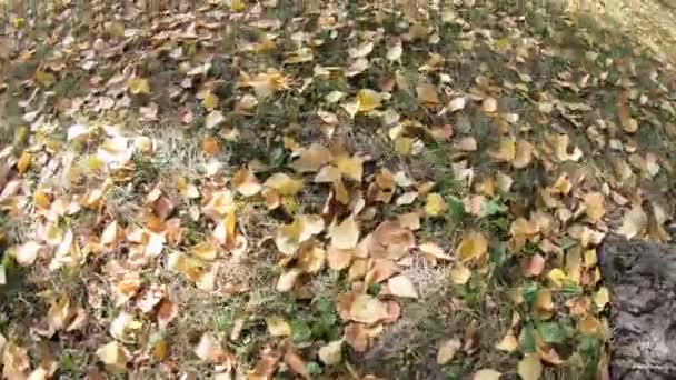 Feuilles Automne Sur Herbe Verte — Video