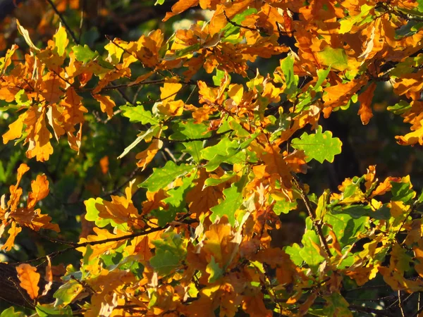Branche de chêne aux feuilles orange et vertes — Photo