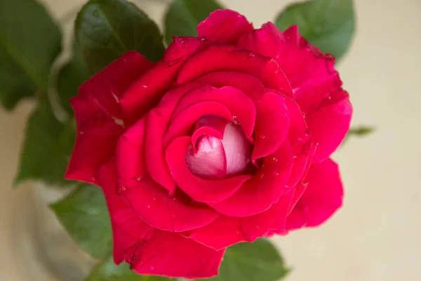 Close Fresh Red Rose Background — Stock Photo, Image