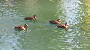 Şehir parkındaki bir gölde yüzen ördekler. Kazakistan 'ın Almaty şehrinin Terrenkur ilçesi..