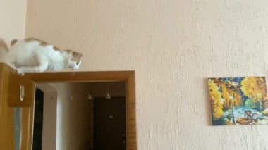 Kedi kapıdan atlar ve uçar. Yavaş çekim.