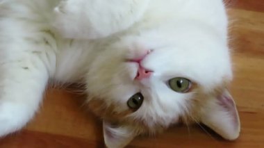 Kedi sırt üstü yatar ve maçtan sonra dinlenir.